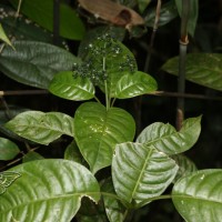 <i>Psychotria longipetiolata</i>  Thwaites
